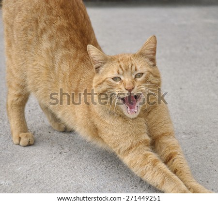 White an brown cat yawning with mouth wide open and shows fangs
