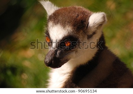 Head of Lemur a mammal endemic to the Madagascar Island.