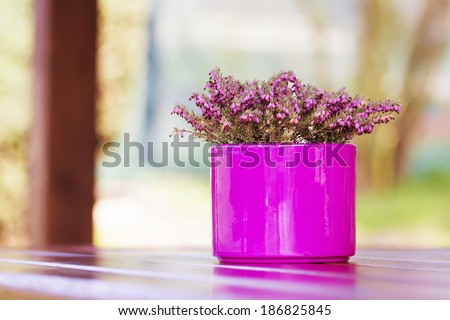 Purple - Pink Flowerpot with Violet Flower on Table