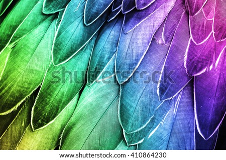 Shoebill  Feathers Detail - Closeup Bird Feather Photo