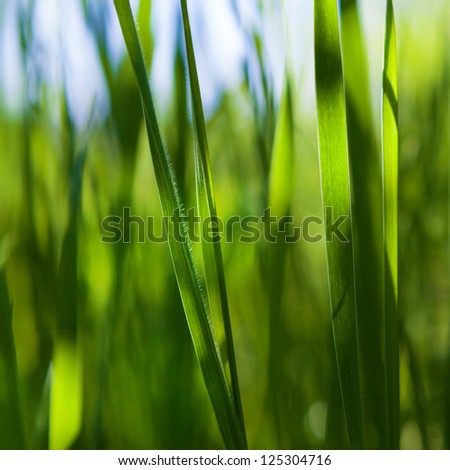 Blades of grass