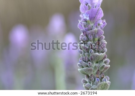 Lavender Close up