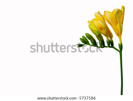 stock photo Yellow Fresia