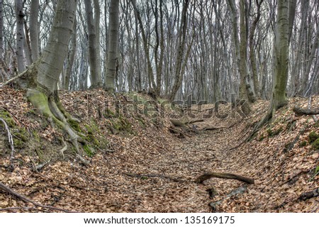 a dried river in autumn forest