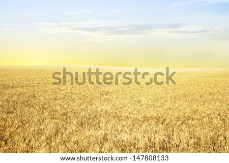 Yellow wheat on the slopes in the morning, in the rays of the rising sun