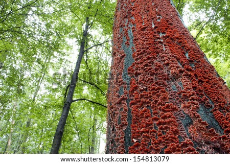 red mushrooms on the bark of a tree in the forest, red fungus on a tree