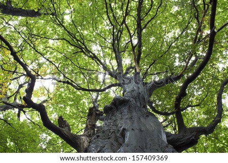 Gigantic Beech Tree, tree trunk