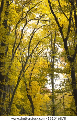 yellow leaves on the tree, autumn gold trees