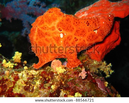 Red Angler Fish
