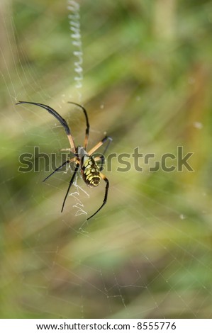Yellow and Black Garden spider in Red Slough wildlife management area in Oklahoma.