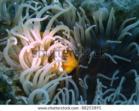 Amazing underwater life in the Red Sea