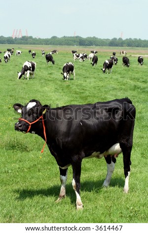 A cow with red reins stands apart from the other cattle in the field.