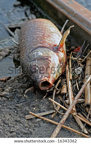 Dead Fish Washed Ashore