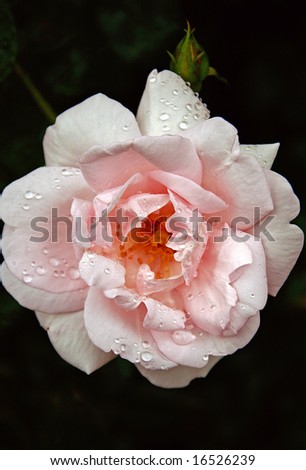 Pink Rose With Dew Droplets