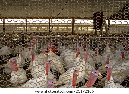 Inside A Turkey Coop