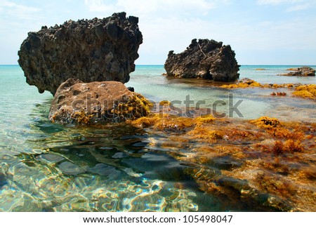 Sea Coast with Rocks and sea plants
