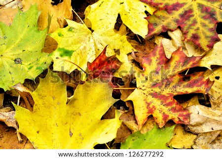 Colorful Autumn Leaves photographed in a forest.