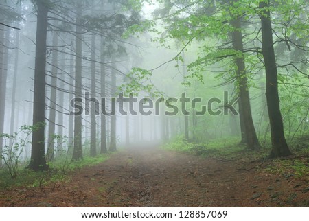 Foggy Forest Path under green trees