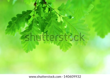 Fresh and young oak leaves in springtime