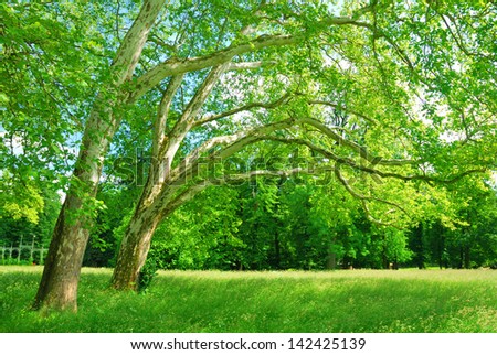 Plane trees grove in springtime