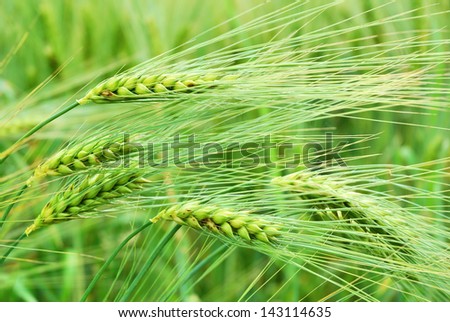 Detail of barley farm field in springtime