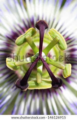 passion flower blue purple and green in macro detail