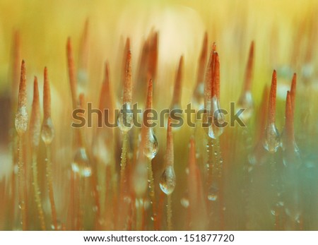 Closeup moss in forest after rain
