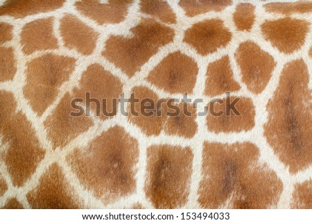 Realistic giraffe texture for background