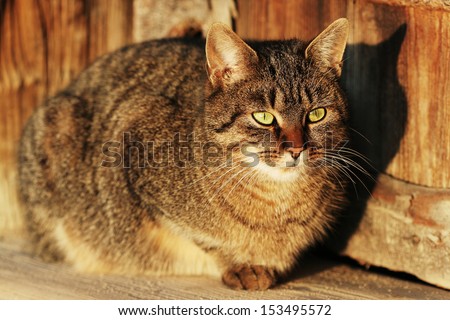 Streaked cat with green eyes in evening light
