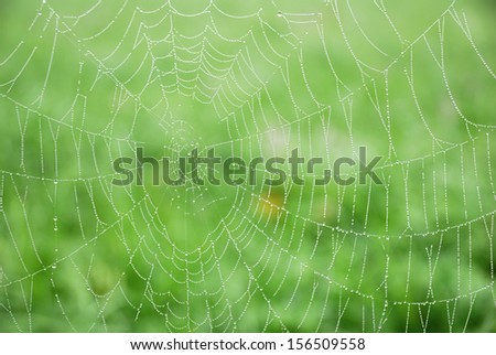Spider web with morning dew closeup background