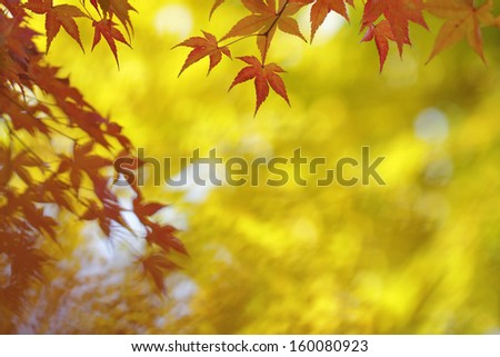 Japanese maple tree leaves colorful background in autumn