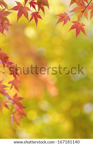 Japanese maple tree leaves colorful background in autumn