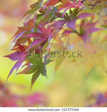 Colorful leaves of japanese maple tree and abstract autumnal background