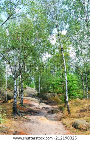 Green birch trees and narrow hiking trail