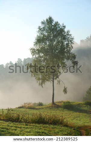 Green birch tree in the early morning fog