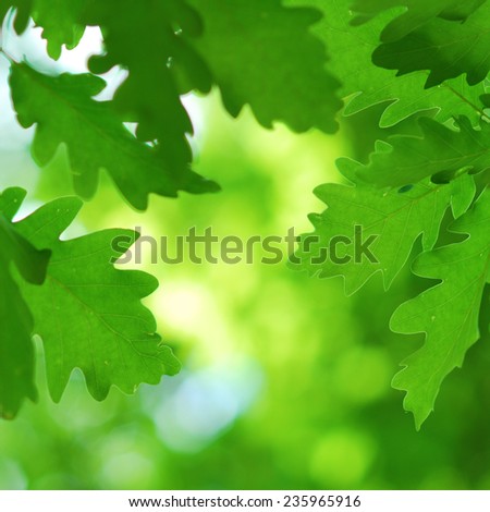 Lush and green oak leaves in early spring