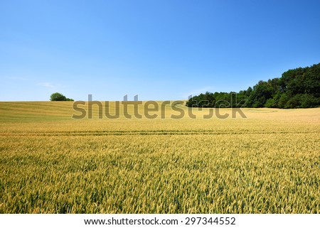 Field of wheat crop with blue sky in summer