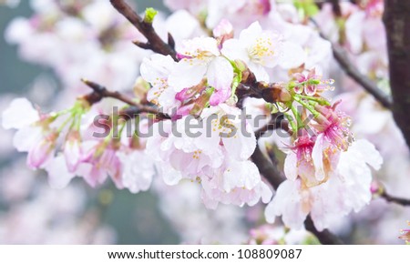 Taiwan asian plant flower cherry blossoms pink red outdoor Background natural