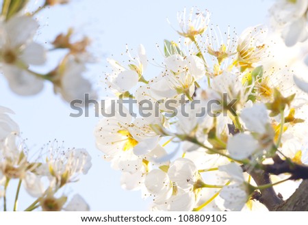 Taiwan asian plant flower white bud Oriental plum blue sky Background natural