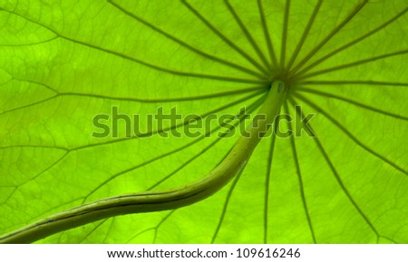 Taiwan asian plant outdoor leaf green natural park Background Lotus leaf Vein Radial