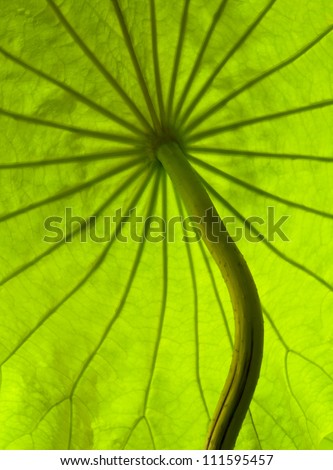 Taiwan asian plant outdoor leaf green natural park Lotus leaf Vein Radial Background