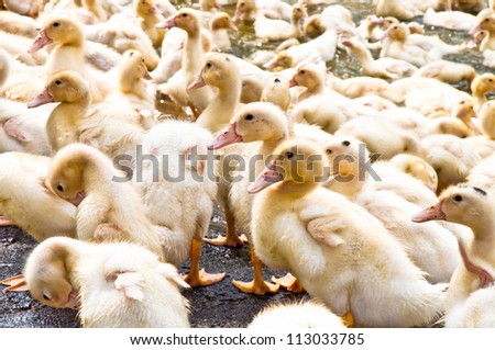 Duck group animal Background duckling collected together outdoor sunlight