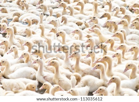 Duck group animal Background duckling collected together outdoor sunlight white yellow