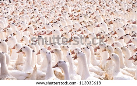 Duck group animal Background collected together outdoor sunlight white yellow more