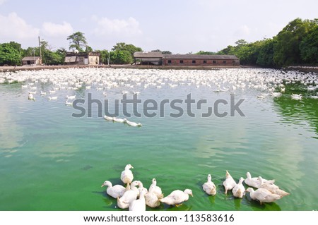 Duck group animal Background duckling collected together outdoor sunlight white yellow sky blue house red brown nobody