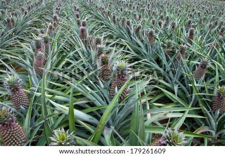 pineapple fruit field