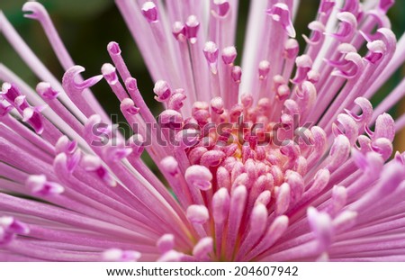 purple Chrysanthemum Flowers closeup