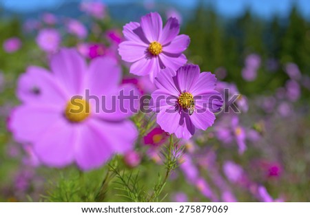 purple chrysanthemums bloom on the high mountain at Taiwan