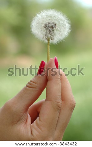Girl's hand with red nails holding dandelion