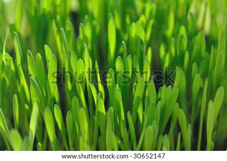 Close-up photography of green grass with shallow depth of field and focus in the middle
